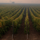 Rows of vines are seen under a smoke-filled sky.